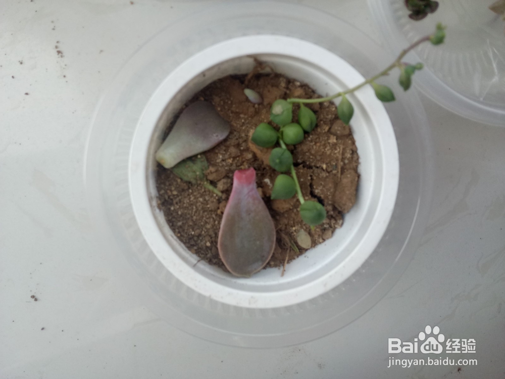 多肉植物怎么培养出根