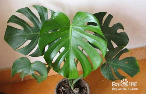 龟背竹如何快速开背