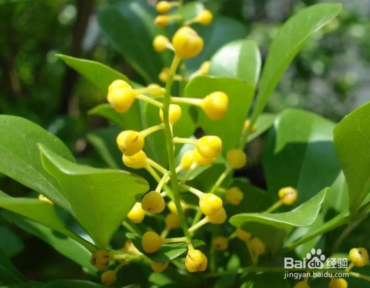 米兰花怎么繁殖