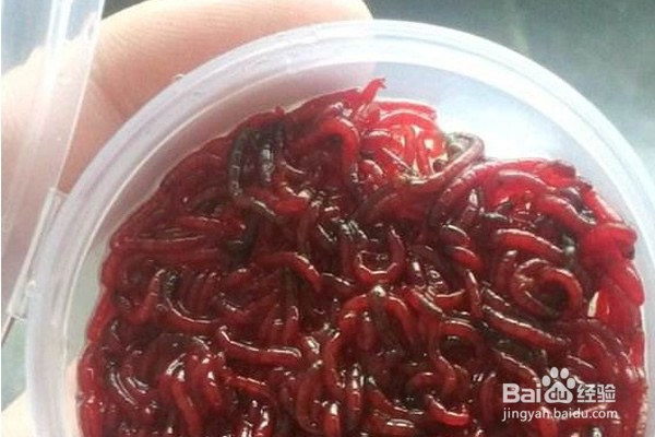 红虫保存最简单的方法