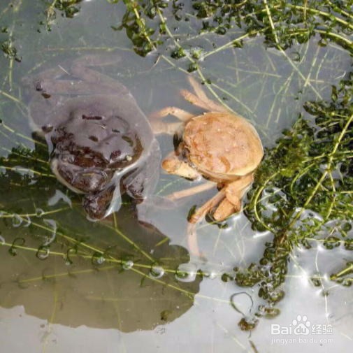 大闸蟹如何保鲜保活