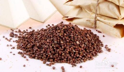 莱菔子的认识与选购技巧