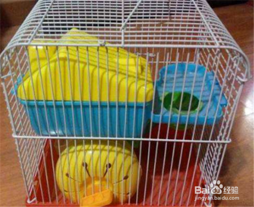 喵桑仓鼠饲养的指南