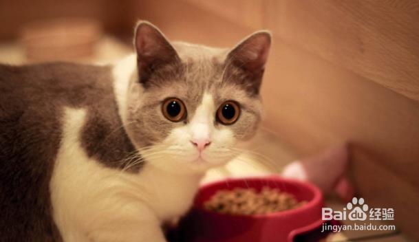 猫咪体外驱虫多久一次?猫咪驱虫注意事项-百度经验