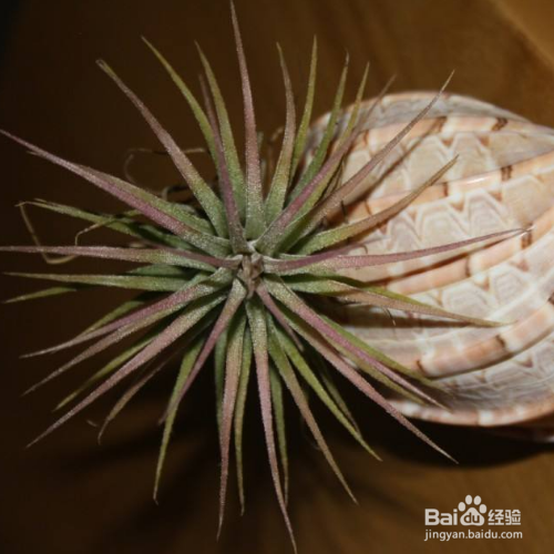 空气凤梨养殖时需要注意什么?