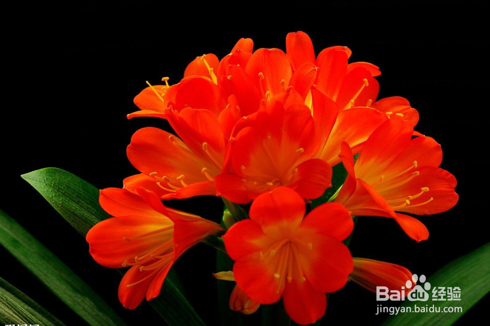 适合摆放的6种家居植物