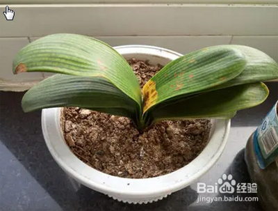 君子兰如何过夏天