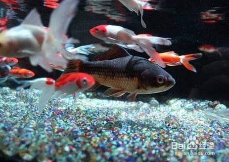 鱼缸黄水的解决办法