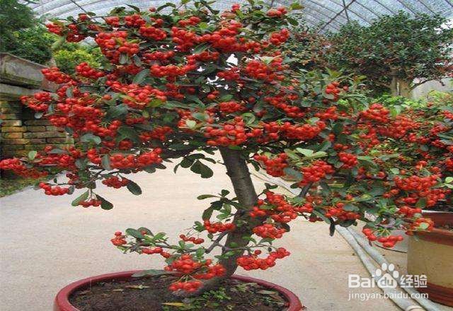 火棘下山桩怎么栽培