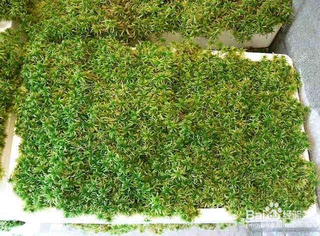 食蝇草怎么养护