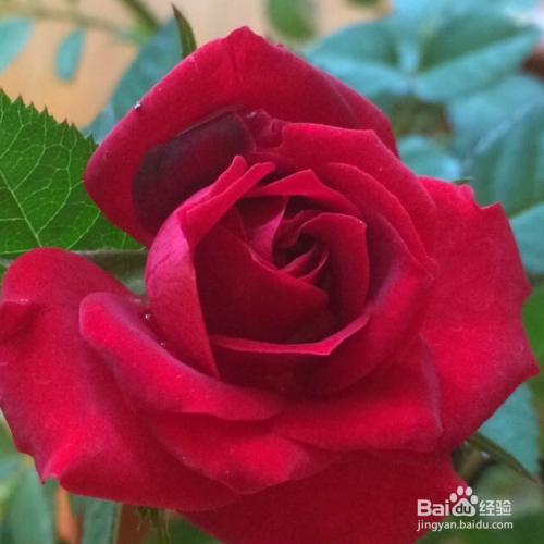 玫瑰花叶子干枯是什么原因,怎么解决?