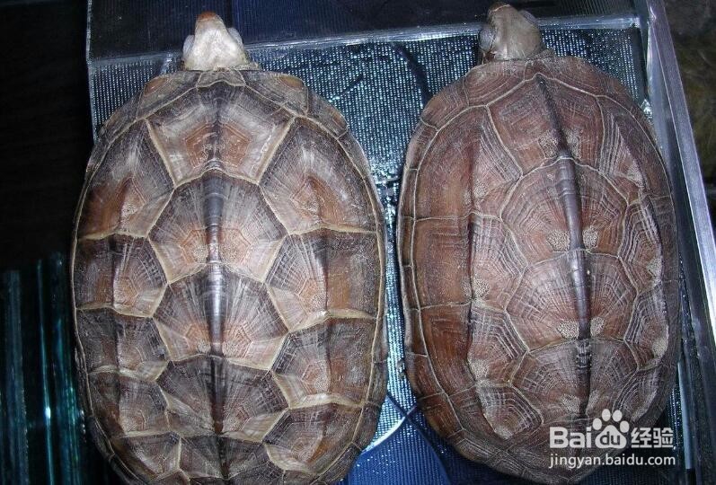 <b>怎样判断乌龟的年龄</b>