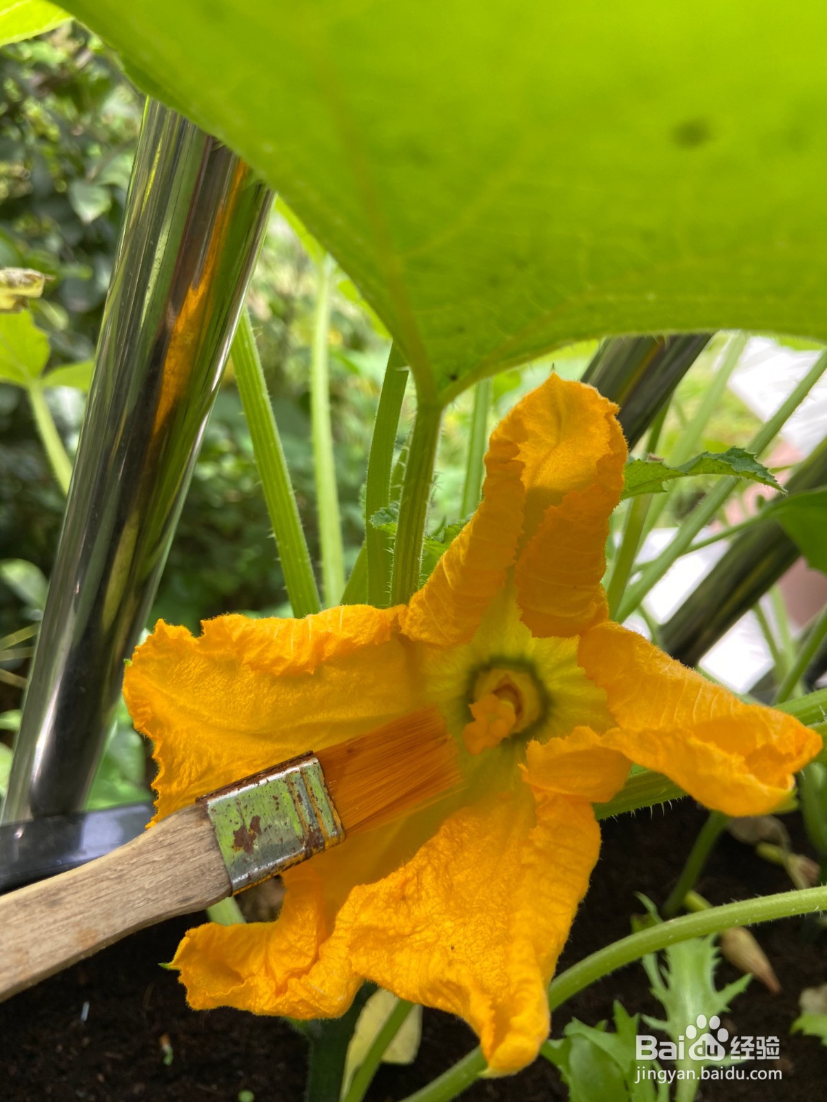 阳台种植西葫芦如何授粉