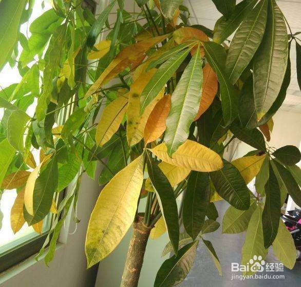 发财树树干萎缩怎么办