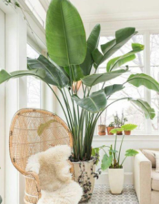 客厅大，花盆栽啥花好