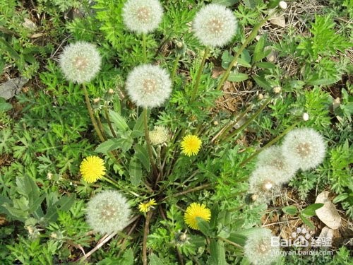 列举植物传播种子方法