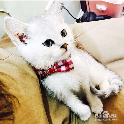 猫咪冻伤或体温过低该怎么办