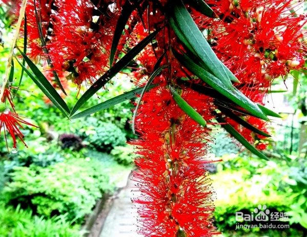 钱窜窜花的养殖方法