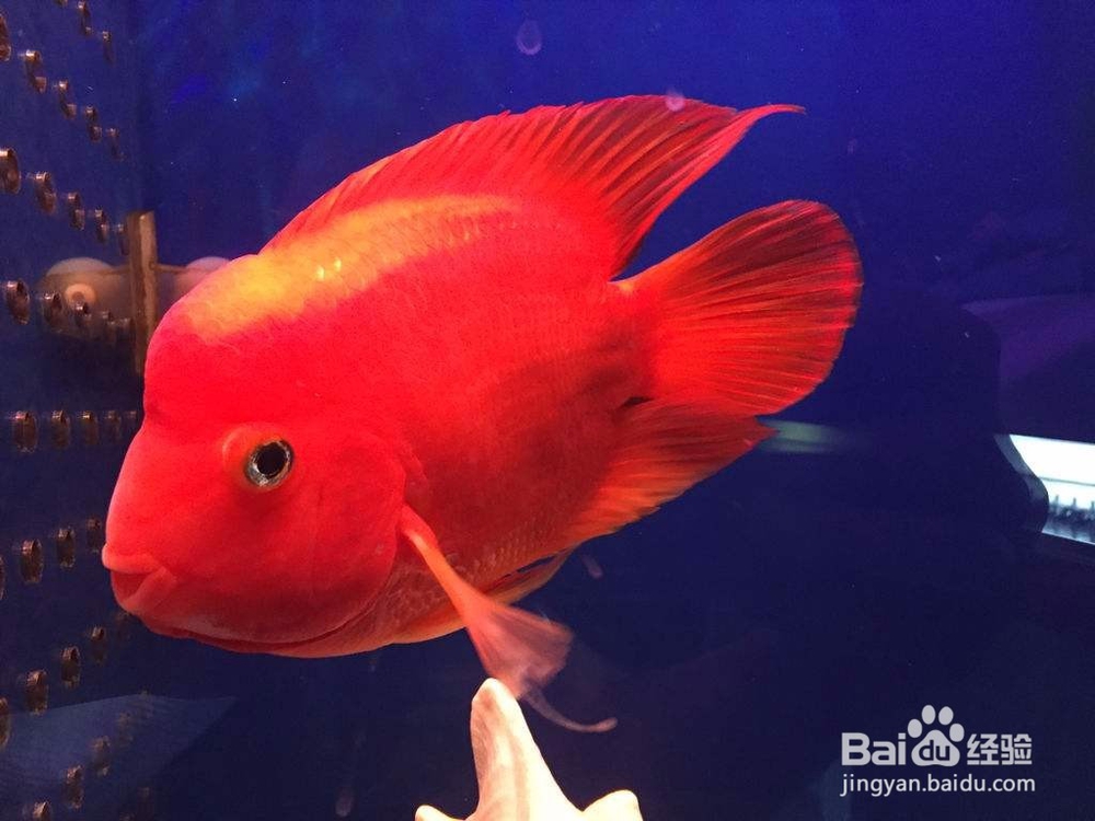 财神鱼怎么养