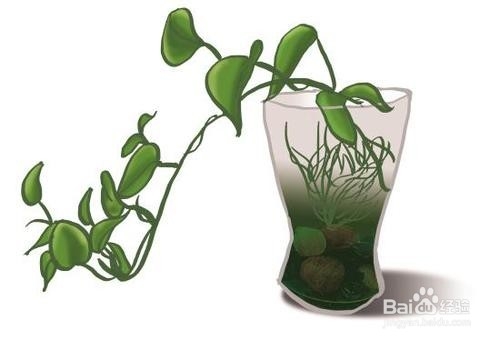 登革热的症状有哪些