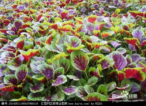 可以吃用的野菜，和它们的功效