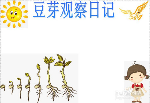 豆芽觀察日記手抄報