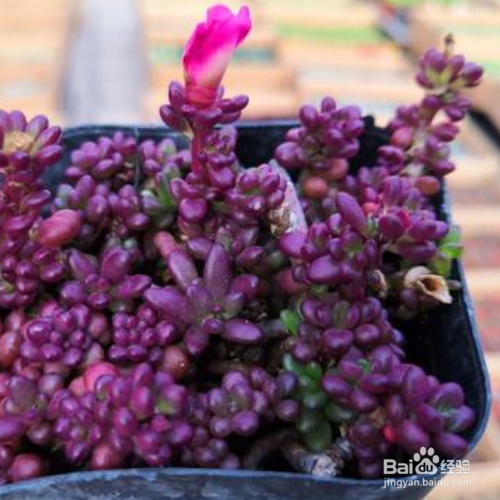 紫米粒多肉植物怎么养