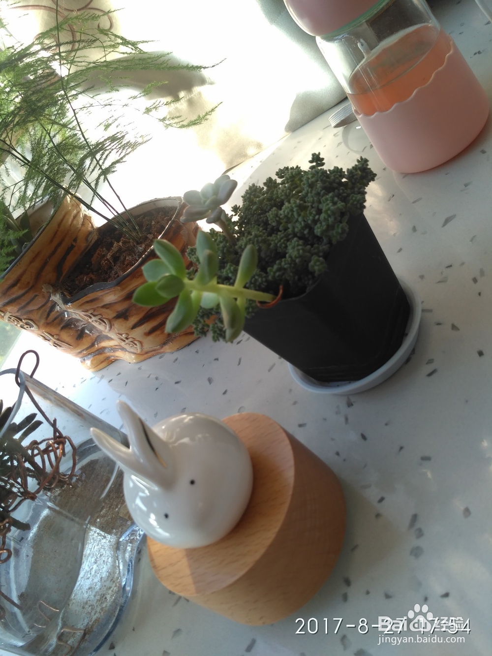 我是如何用玻璃杯水培多肉植物的