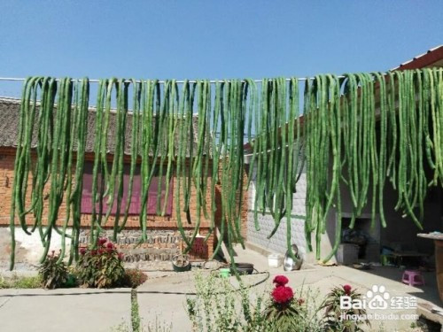 第四步,晾凉后,把豆角均匀的挂在太阳底下的感觉的绳子上.