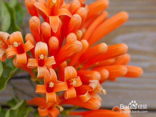 如何养殖炮仗花呢?