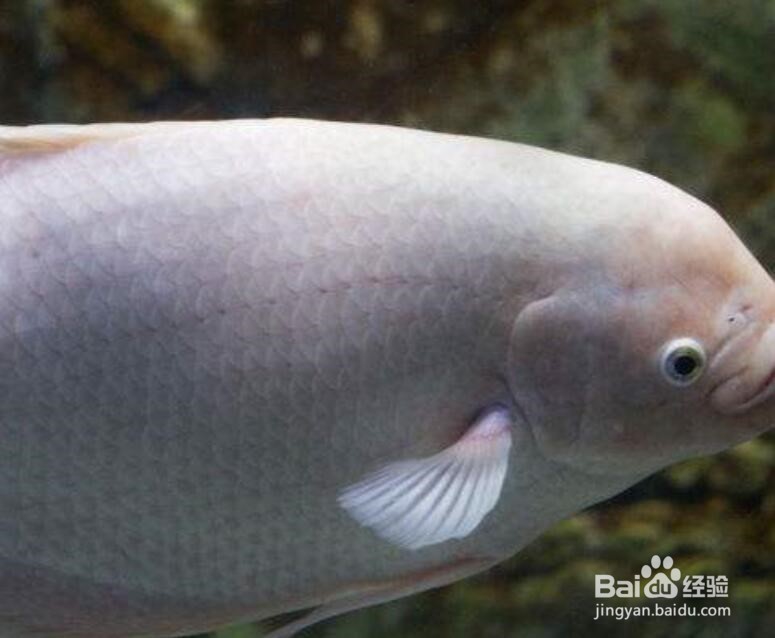 招财鱼咬鱼怎么办