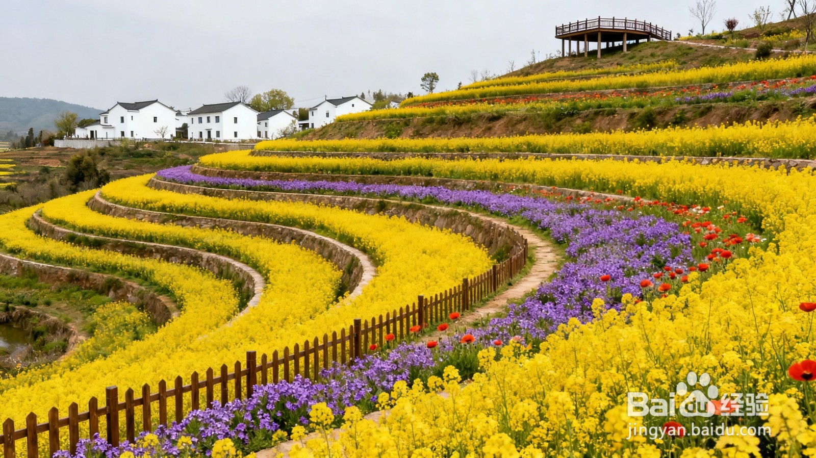 怎样打造油菜花观赏基地