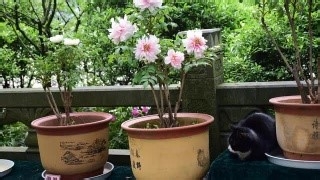 牡丹冬天养殖方法