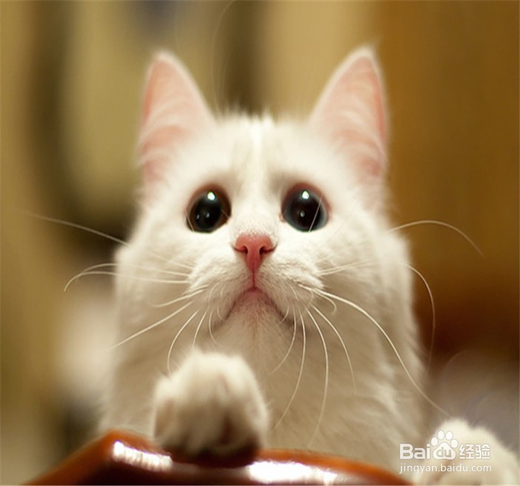 猫咪喜欢你的表现有哪些?