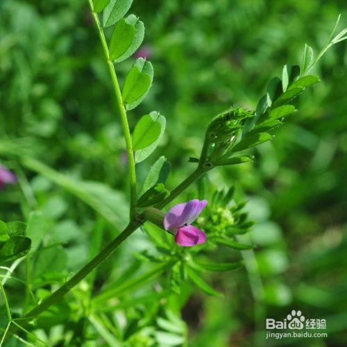 巢菜的培育方法和注意事项