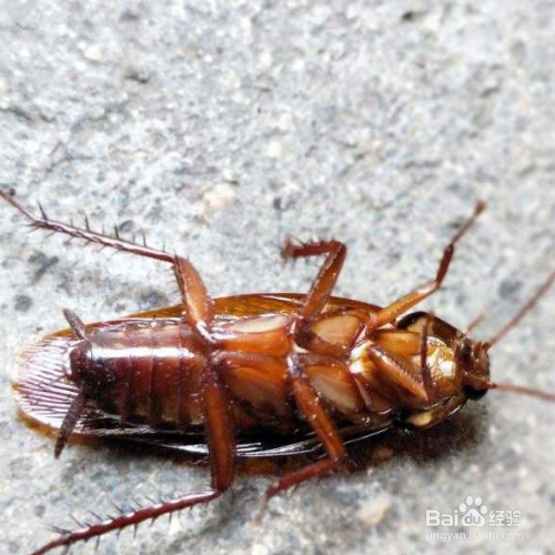 厨房蟑螂是怎么产生的