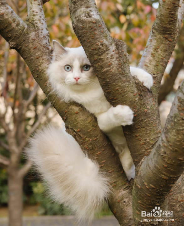 养猫很久后会对生活有怎样的影响？
