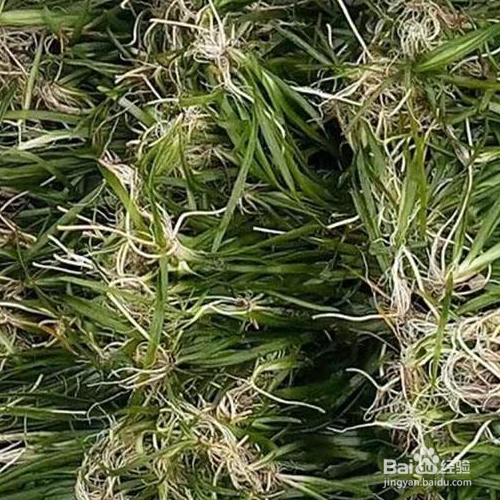 苦草的培育方法和注意事项