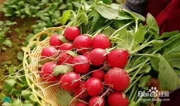 萝卜种子种植时间和方法