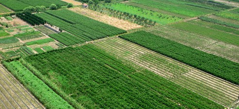 什么是大田农业和大田作物?