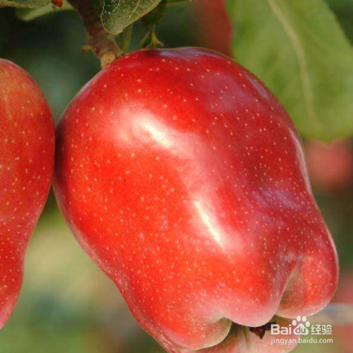 蛇果的培育方法和注意事项