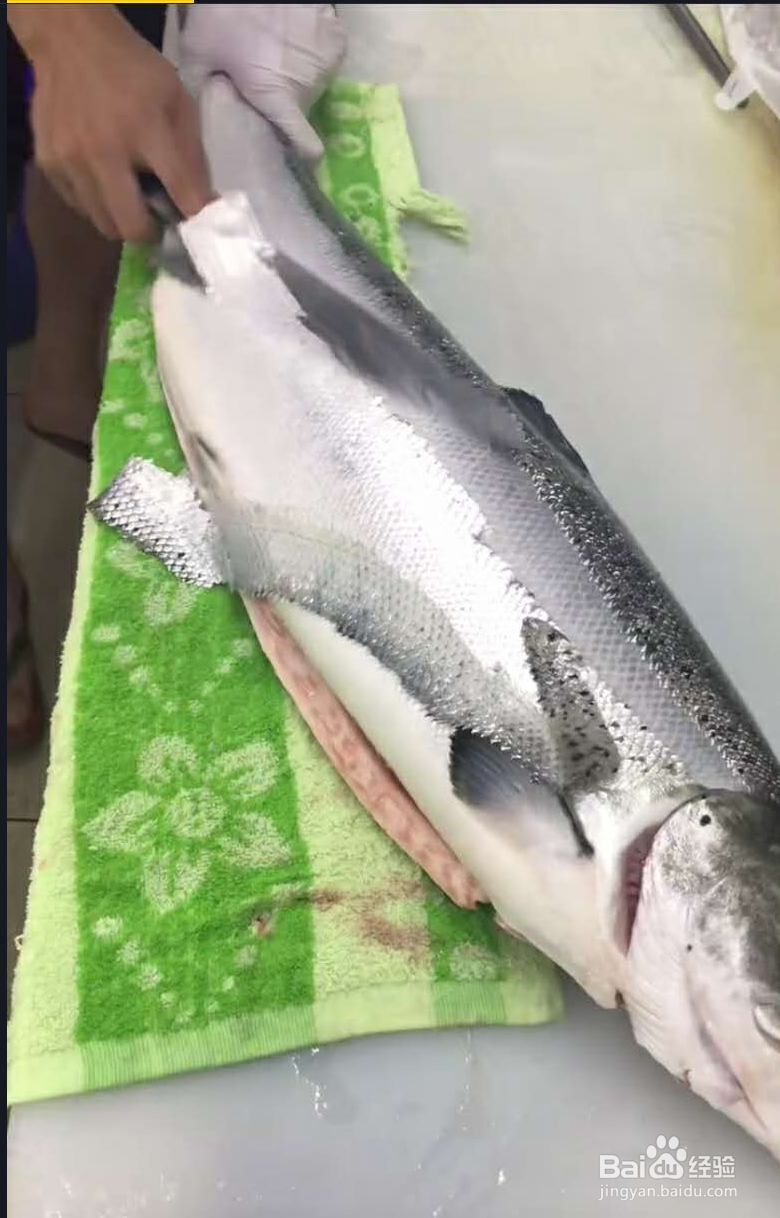 三文鱼各部位切片图解