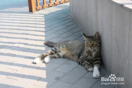 猫咪为什么喜欢高处?高处有哪些吸引力?