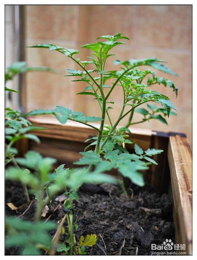 家庭怎样种植食用番茄？