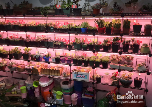 叶子变成珍珠粒，养多肉时如何让它“胖”起来？