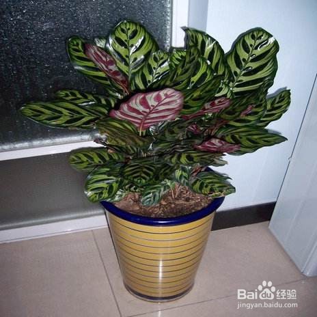 孔雀竹芋怎么养殖