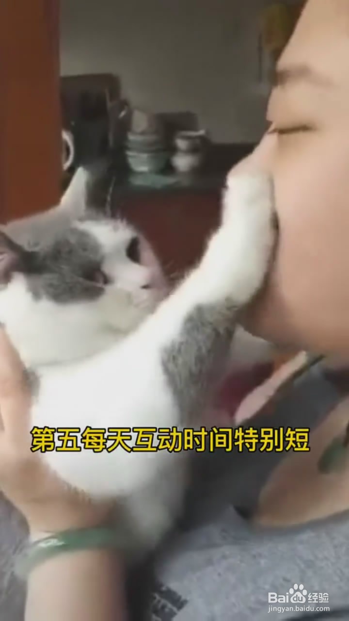 如何判断猫咪是否亲人