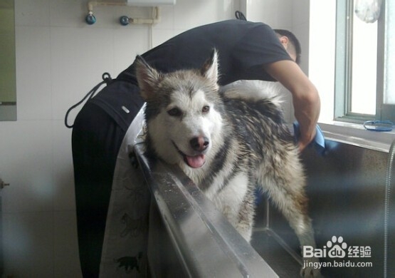 入门宠物美容师（C级）学习什么技能