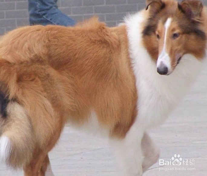 苏格兰牧羊犬幼犬喂食
