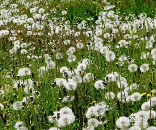 如何用蒲公英养生?